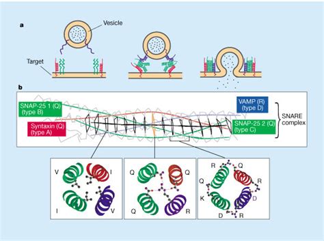 SNARE proteins and vesicle targeting.SNAREs are found on vesicle and... | Download Scientific ...