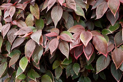 Copper Leaf Plant Care: How To Grow Acalypha Copper Leaf Plants | Trees to plant, Plants, Shrubs