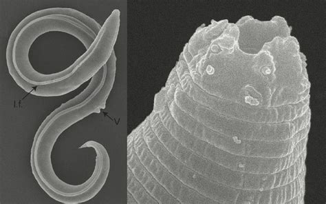 Scientists revive worm after 46,000 years in Siberian permafrost