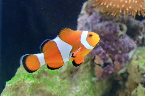 Ocellaris Clownfish | Eric Danley | Flickr