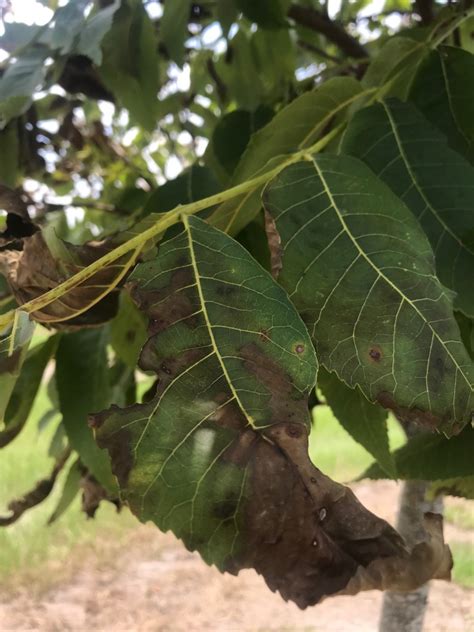 Further Effects of Hurricane — Leaf Burn and Tree Die-Back | UGA Pecan ...