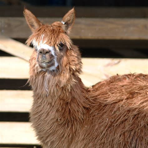 Suri Alpaca | Lake Tobias Wildlife Park