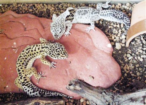 Leopard Gecko Shedding: All You Need to Know