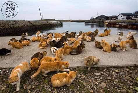 Tashirojima, la isla de los gatos, en Japón | COL2.COM