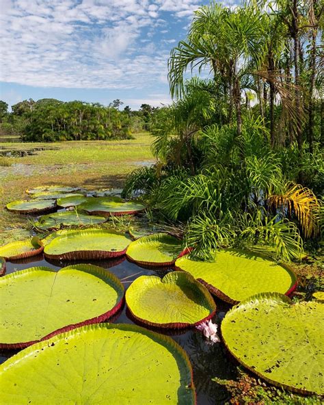 Photo by @KristaRossow // The Amazonia region of #Peru is abundant with ...