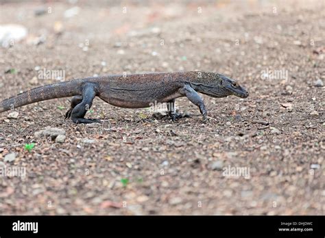 Komodo Dragon Stock Photo - Alamy