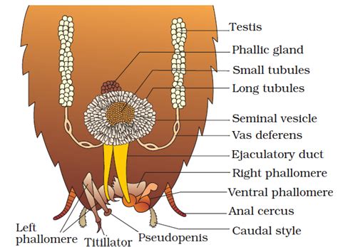 Cockroach Diagram