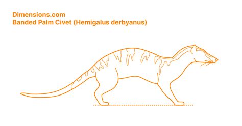 Banded Palm Civet (Hemigalus derbyanus) Dimensions & Drawings | Dimensions.com