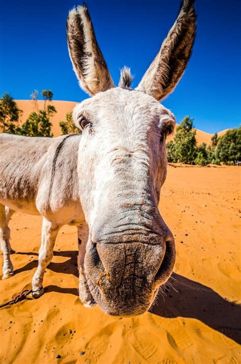 Funny Face of Donkey in Moroccan Desert Stock Photo - Image of adventure, desert: 152887312