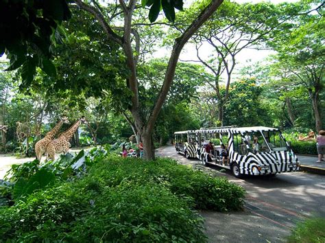 Singapore Zoo Tickets Price 2024 + [Promotions / Online Discounts]