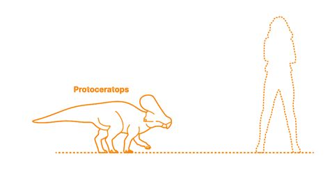 Protoceratops (Protoceratops andrewsi) Dimensions & Drawings ...