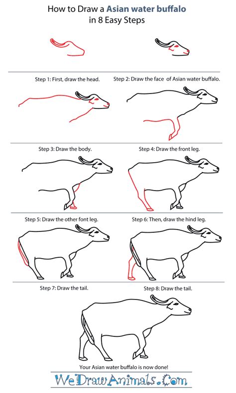 How to Draw an Asian Water Buffalo