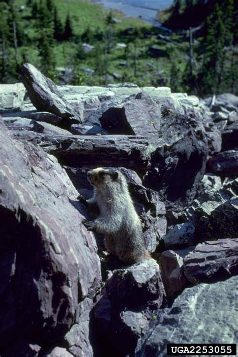 Hoary Marmot - Marmota caligata - NatureWorks