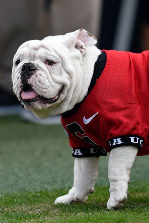 Georgia Bulldogs UGA | Explore