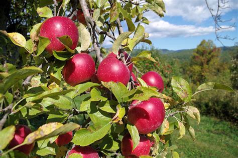 Apple Farm Orchards near Asheville and Hendersonville