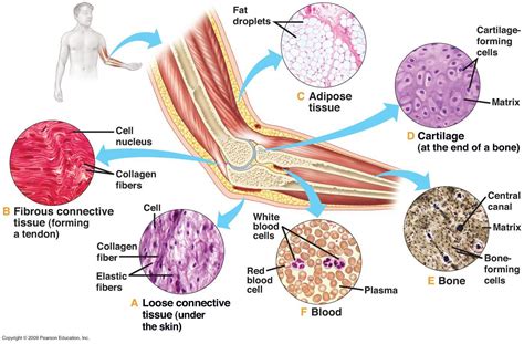 Connective Tissue Examples