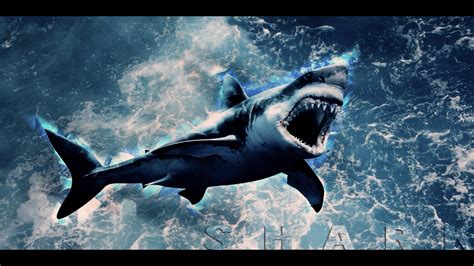 Shark Art Wallpapers - Top Free Shark Art Backgrounds - WallpaperAccess