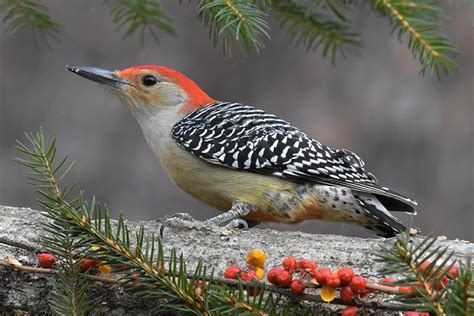 Red-Bellied Woodpecker: Field Guide, Pictures, Habitat & Info - Optics Mag