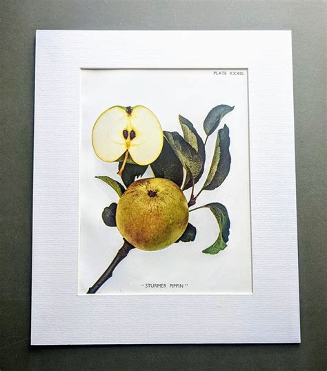 1949 Sturmer Pippin Apple Original Vintage Fruit Print - Etsy