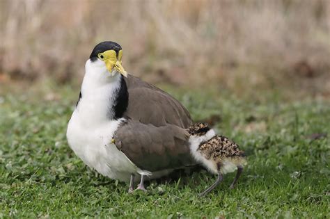 Definitive Guide To Masked Lapwing Facts, Habitat, Conservation Status ...