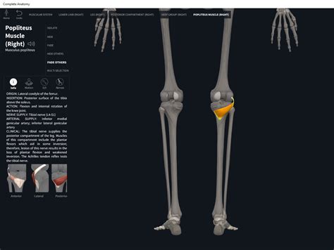 Muscles: Popliteus. – Anatomy & Physiology