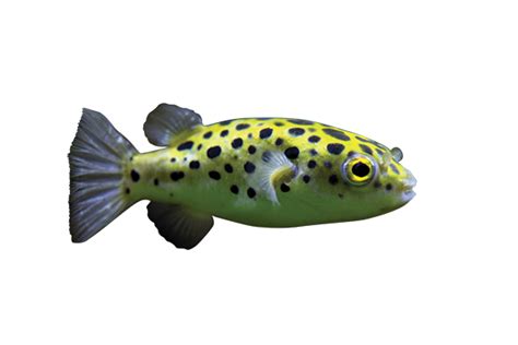 GSP (Green Spotted Puffer) Care - Brackish - Michael's Happy Fish