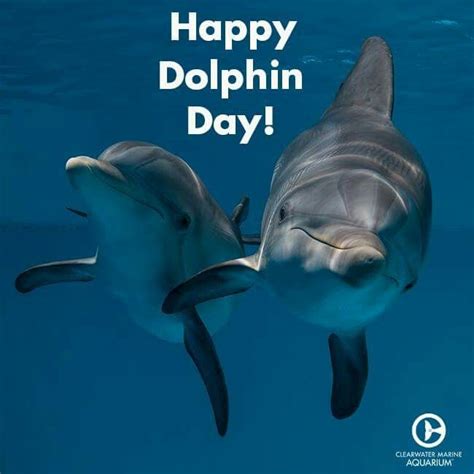 National Dolphin Day - April 14, 2015 | Clearwater marine aquarium ...