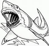 Awesome Great White Shark Coloring Page  Free Printable Pages sketch template