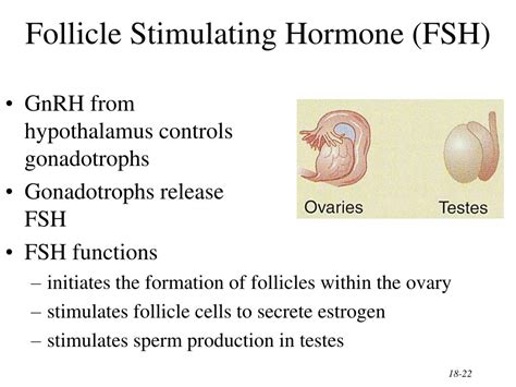 PPT - The Endocrine System General Functions of Hormones PowerPoint Presentation - ID:303291