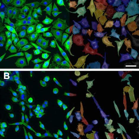 Microscopical images showing the raw image data (left) and the ...