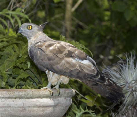 Best Photos of Australian Birds of Prey, Images of Raptors in Australia