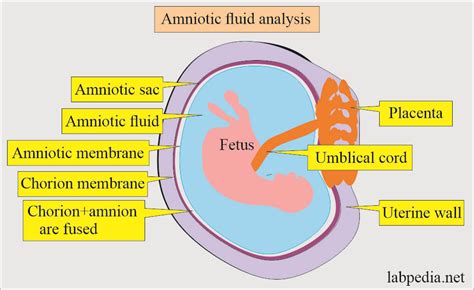 Amniotic Sac Diagram