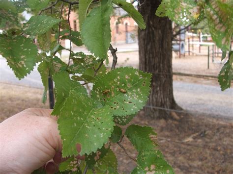 Pests & Diseases — Local Tree Care - Albury/Wodonga