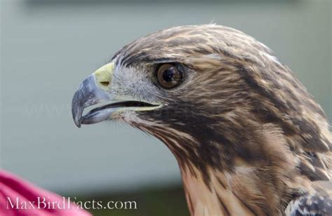 Bird Beaks Part 2 – The Big Differences Between Hawks, Eagles, and ...