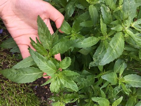 Plants identification: weed or perennial? — BBC Gardeners' World Magazine