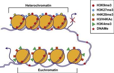 Chromatin structure and function. Chromatin is made up of repeating... | Download Scientific Diagram