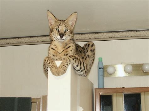 Lovely Savannah cat photo and wallpaper. Beautiful Lovely Savannah cat ...