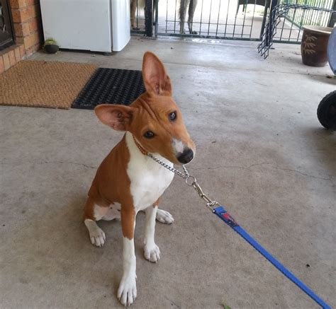 Dolek Basenji | Pawshake Hunting Dogs, Kennel, Denmark, Breeds, African ...