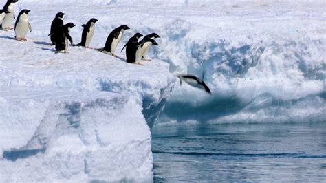 Dive into Penguins - NWF | Ranger Rick