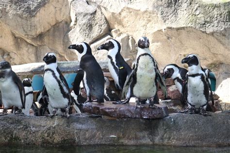 Seneca Park Zoo's Original Seven Penguins | Seneca Park Zoo