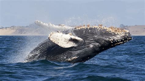 Humpback Whale Fact Sheet | Blog | Nature | PBS