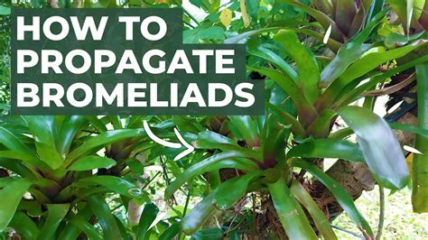 #31 How to propagate bromeliad [ENG CC] - YouTube