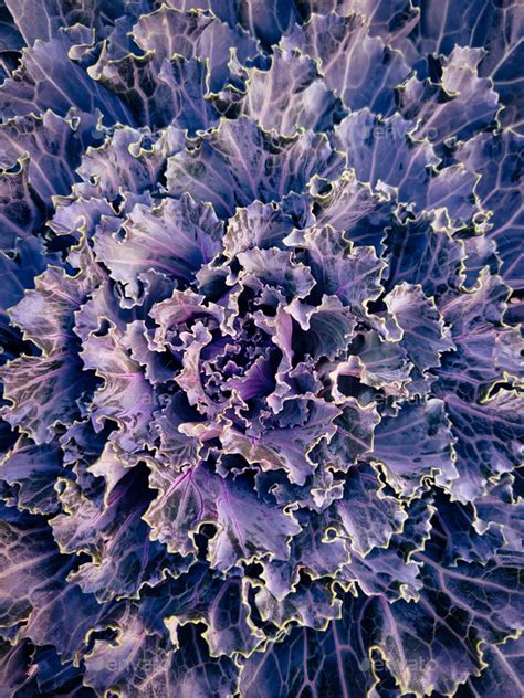 Decorative cabbage plant, natural background Stock Photo by vinnikava