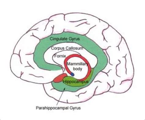 Anatomy of medial temporal lobe. | Download Scientific Diagram