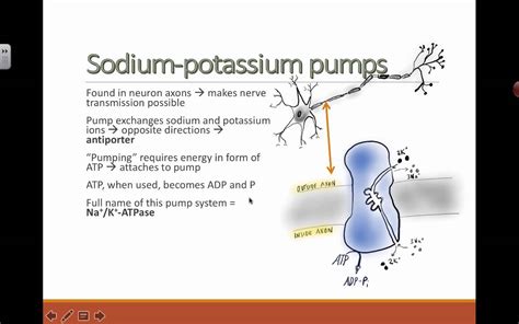 the sodium potassium pump functions to pump – pompe na+ k+ atpase – Dewsp