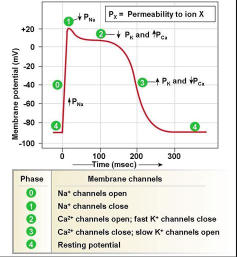 #repolarization #repolarization #repolarization #depolarization # ...