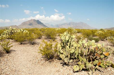 Beware of the 11 Most Dangerous Animals Lurking in New Mexico's Deserts ...