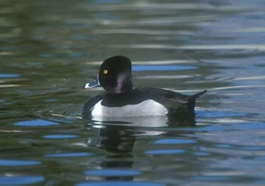 Ring-necked Duck - Photos, facts, and identification tips