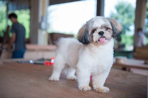 Shih Tzu Haircuts: 24 Hairstyle Ideas For Your Pet