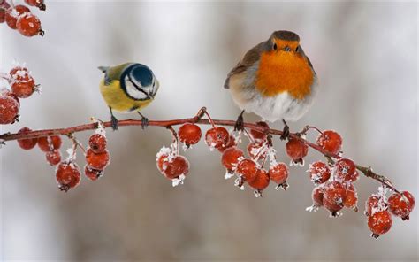 Download Blue Tit Robin Berry Branch Winter Animal Bird HD Wallpaper